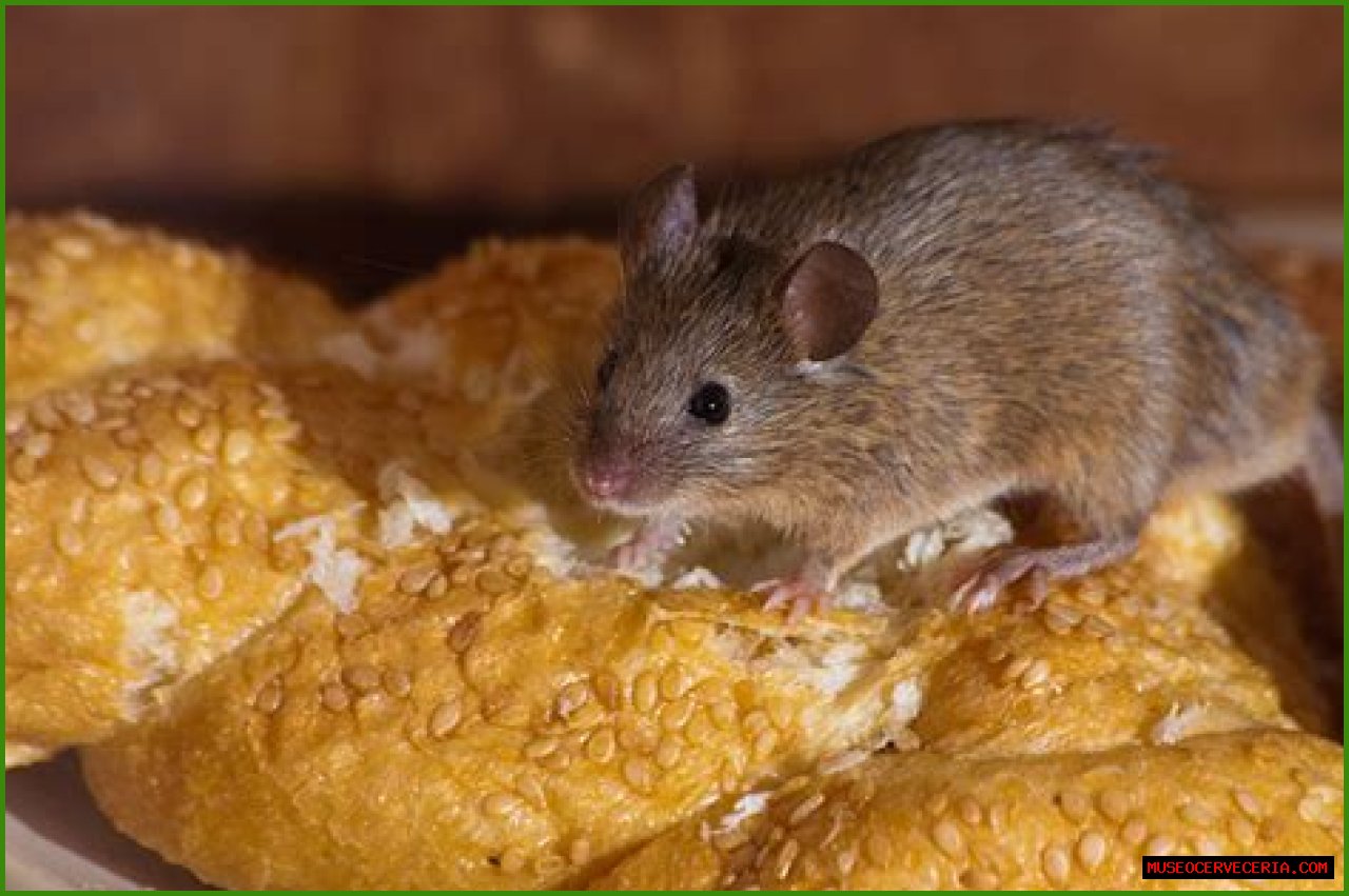 Can mice live in ovens?