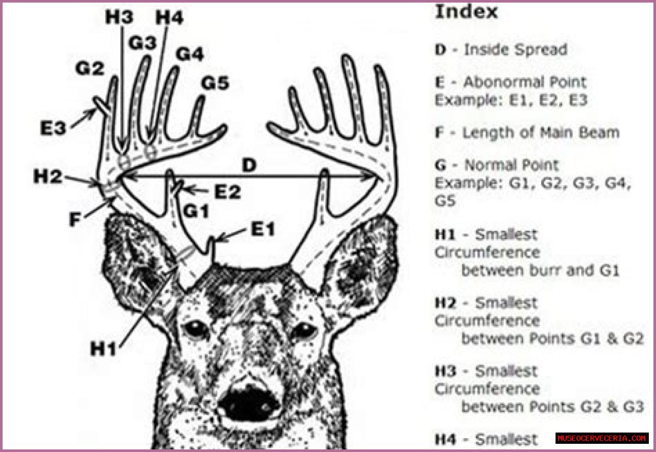 How do you measure deer antlers?