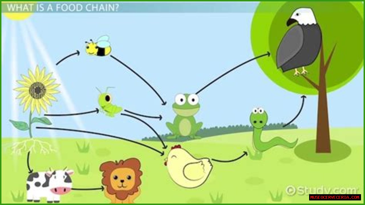 How does the grassland food web work?