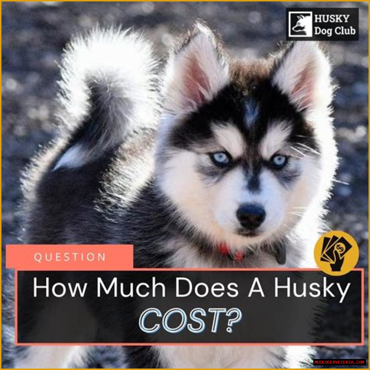 How much does an Alaskan husky puppy cost?