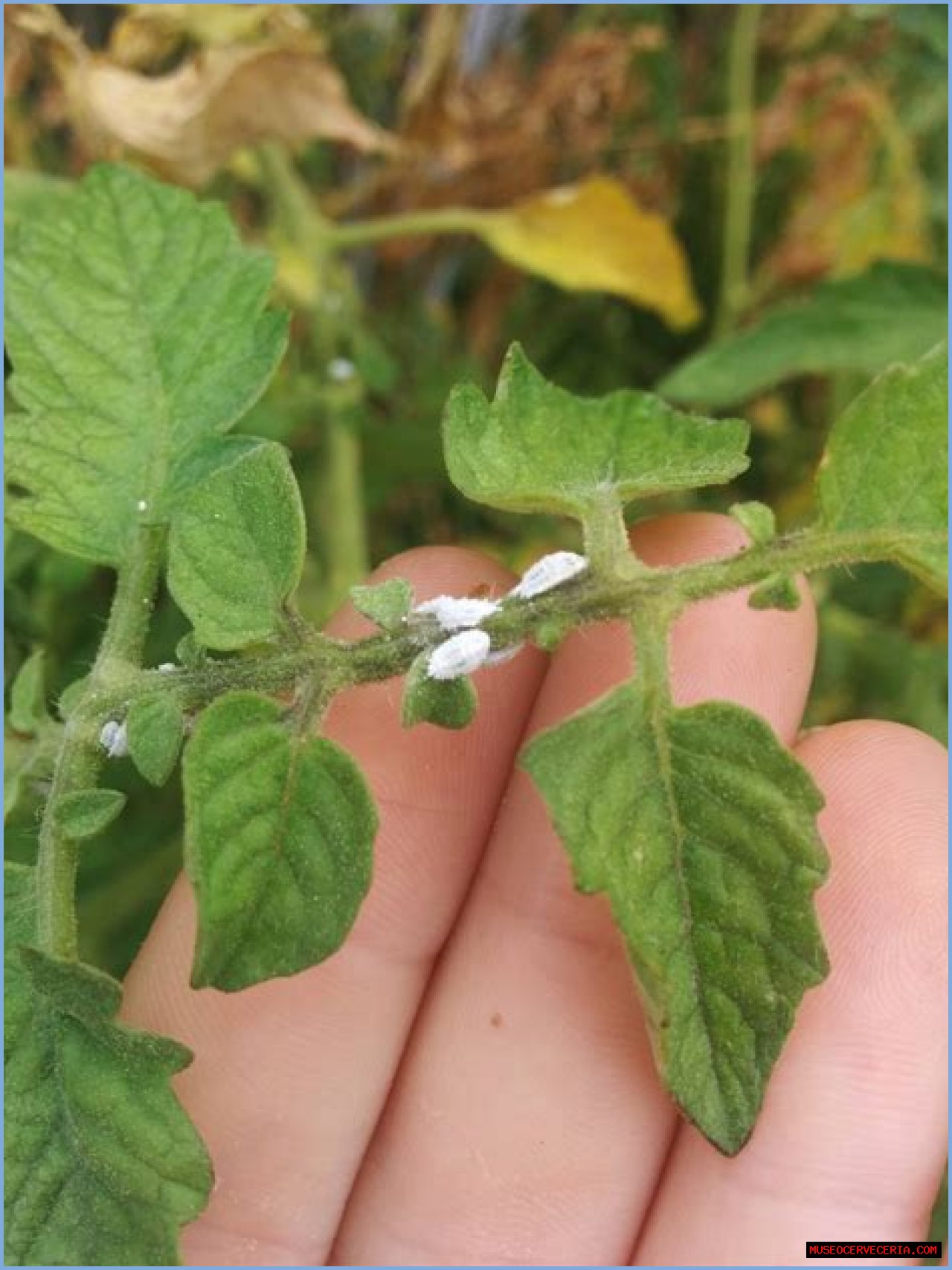 What are the tiny white bugs on tomato plants?